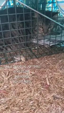 #fyp #foryou #foryoupage #foryourpage #cat #animalshavefeelingstoo #tnr #tnrworks #kittyloveclub #straycat #straycatsoftiktok #straycatrescue #lovemycat #tnrcat #kitty #kittycat #tiktokcats
