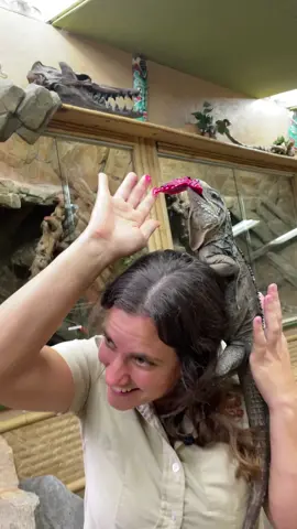 Iguanas can be messy eaters 🤣 #animals #animalsoftiktok #nature #reptiles #lizard #iguana
