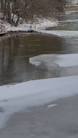 Good thing this little ice jam didn't  block the whole creek. This explains why the water level is still so high. #ice #winter #creek #nature #ducks