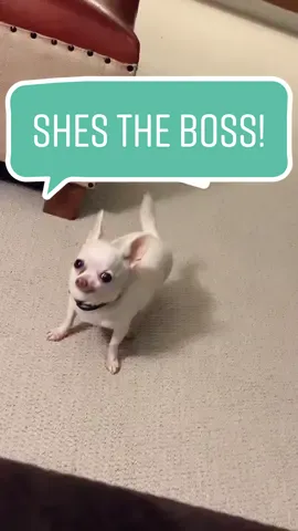 She’s the boss #Chihuahua #Chihuahuas #Dog #Dogs #Canine #FunnyDog #ShesTheBoss #chi #queenchi #wheresgizzie #gizmothechihuahua #funny #cutedog #cute