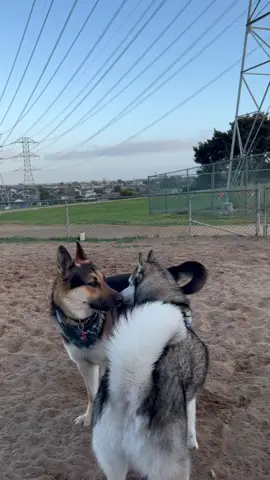 German Shepherd vs Siberian Husky 🥊 #fyp #foryoupage #dogoftikok #dogsofttiktok #germanshepherd #siberianhusky #dogs #husky