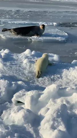 This is a newborn Harp Seal calling for its mother, who is resting across the narrow channel between the ice floes. #harpseal #babyseal