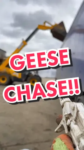 Snapshot Of My Day… Chased By Geese!! #truckertim #fyp #hgvdriver #trucking