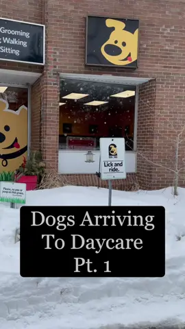 Dogs Arriving to Daycare Pt. 1 🐶             #fyp #fypシ #dogs #dogsofttiktok #dogdaycare #doggydaycare