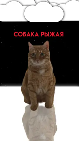 #тигра #брайн #cat_tigra0 #recommendation #вселеннаябрайна #brainmaps Вообщем всех мальчиков,мужчин,дедов,бабушек с 23 февраля:)