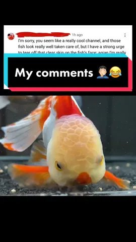 Here is a little taste of my comment section. #fish #goldfish #aquarium #comments