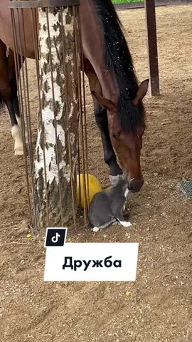 Ответ пользователю @alian_19
