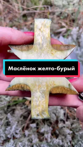 Маслёнок-моховик! #грибы #грибочки #mushroom #лес #биология