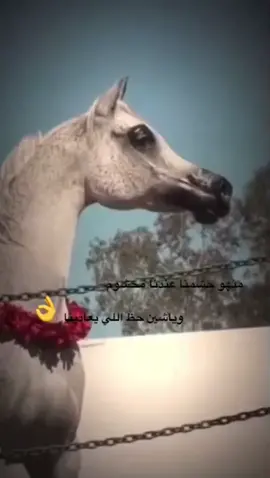 #اكسبلووووورررر #ترند_تيك_توك #عتيبه_الهيلا #SHEINbigsale #غازي_الذيابي  #غازي_المطيري