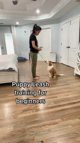 Easy⭐️ Puppy leash training tip. #minigoldendoodlesofgeorgia @irresistible_christy #puppytraining #leashtraining #DogTraining #puppytiktok #fyp #viral