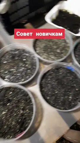 Совет для новичков огородного дела#рассадапомидор#рассадатоматов#посевная2022