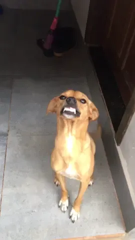 #cachorrocaramelo #risadinha #engraçado #dog #filomena #cachorrosdotiktok