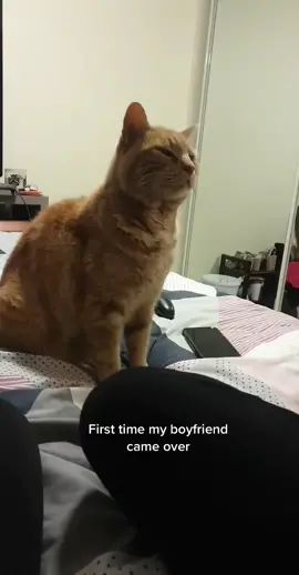 Forget about what the parents think of you, it’s the cats opinion that really matters #boyfriend #catsoftiktok #fypage