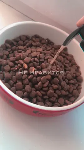 #котёнокмарся #тренд #тиктокподнимиактивпожалуйста #тиктокпропустиврекомендации #реки #тиктокподнимиактивпж #тиктокпропустиврек #тренд