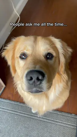 That smile at the end really says it all. #fyp #foryoupage #dogsofttiktok