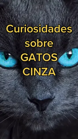 Vc tem um cinzinha? Qual o nome dele? 🥰😸 #gatos #gato #cat #cats #felinos #comportamentofelino #catlovers