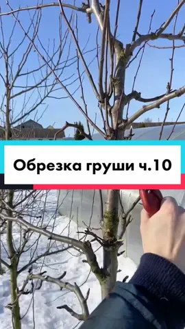 Веретеновидная крона #дачасад