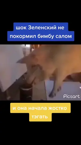 #бимбатэгает #жисткиетэги #зеленский #бимба #рек #рекомендации