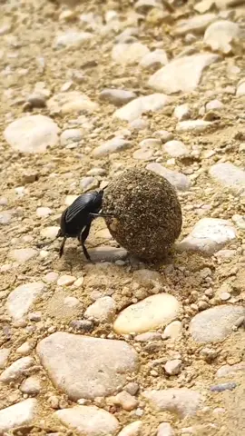 Escarabajo Pelotero #tiktok #short #reels #animales #escarabajo #fyp #fypシ #viral #parati