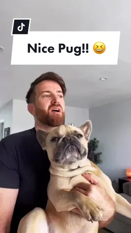 Reply to @_greeneyed911_ this one too lol #frenchiesoftiktok #dogsoftiktok #notapug #frenchbulldog #wrong
