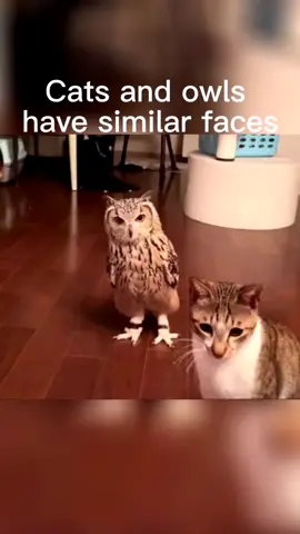 Cats and owls have similar faces.#cat #owl #face