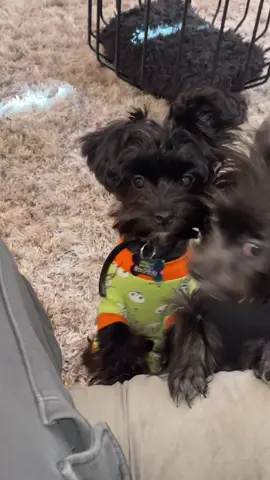 Brotherly love🤍 #dogmom #fyp #foryoupage #shorkiepoo #fypシ