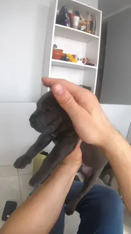 Щенок канекорсо один месяц #собака_бабака #щенки #puppy #канекорсо #canecorso