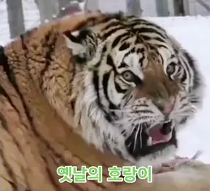 #호랑이 호랑이 옛날이랑 지금의 차이 ㅎㅎㅎ