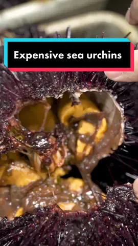 What makes sea urchins so expensive? #seaurchins #sushi #diving #insider