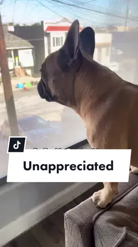 Not all heroes wear capes #mailman #dogsoftiktok #ups #amazon #trash #delivery #frenchiesoftiktok #dogs #watchdogs ib @griffinfrenchie