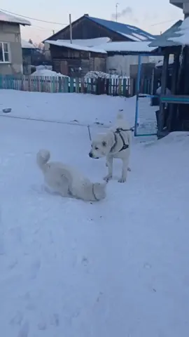 обучение самообороны#алабай #лайка #бокс #самооборона #прикол #fypシ