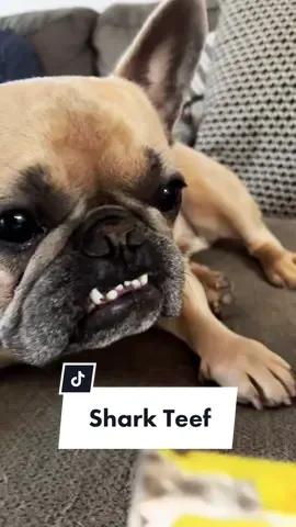 Reply to @lolaandstanley  book him boys! 👮‍♀️ 🚨 #frenchiesoftiktok #dogsoftiktok #woodchuck #furniture #CorollaCrossStep #teef #destroyer IB @baby.lars