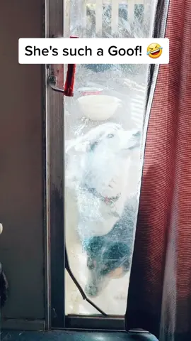 #dog #dogs #animals #dogsofttiktok #husky #wolf #queen #funny #funnyvideos #duet #duetwithme #duett #fyp #fypシ #fy #lol #like #follow #goofy #Love