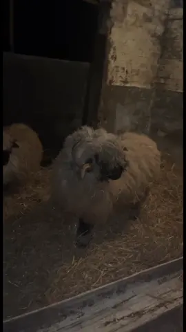 Fresh trims for these 3  🐑 #valais #valaisswitzerland #valaisblacknose #shearing #yfc #farm #fyp