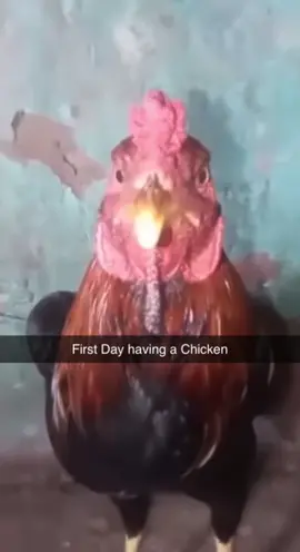 Nobody got hurt everything is Protected  no Danger no Violation everything is Staged and Fake #meme #foryou #funnyvideos #chicken