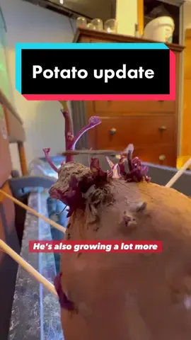 Sweet Potato Update #potato #fish