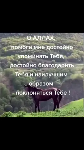 #ислам_религия_мира_добра #🕊🕊🕊🕊🕊🕊🕊🕊🕊🕊🕊 #🤲🤲🤲 #рекирекомендации
