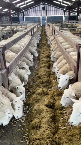 Dinner time 🥰 #sheep #farming #feed