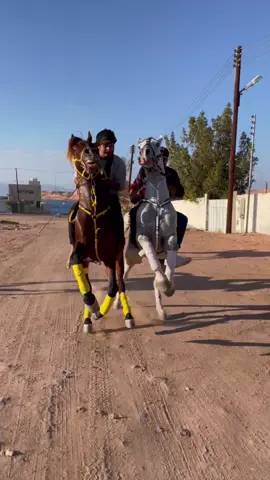 ماشاءالله تبببارك الله 😍♥️♥️:                                         #اكسبلور #تبوك #حقل #خيل #خيول #ماشاءالله
