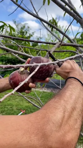 Red Custard Apple is the BEST fruit in the world. The season is SHORT so don’t miss out! #redcustardapple #ramphal #fruit #harvest #smallbuisness #order #asmr #annona #reticulata #new #fyp #cherimoya #bullocksheart #red #garden #plant #tree #share #like