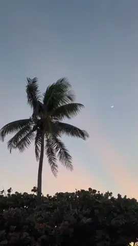 Video dump of this past month in Florida 🌴🤍 summer come faster 🥵#summer2022 #miamibeach