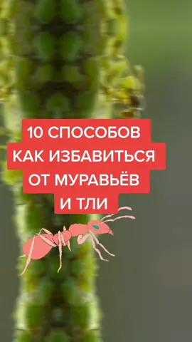 какие способы ты уже пробовала? пиши. #муравьинаучастке #муравьи #огород #огородныеидеи #огородники #огородныехитрости #огородники #дачныесоветы #советыдачникам #советыогороднику #огородбезхлопот