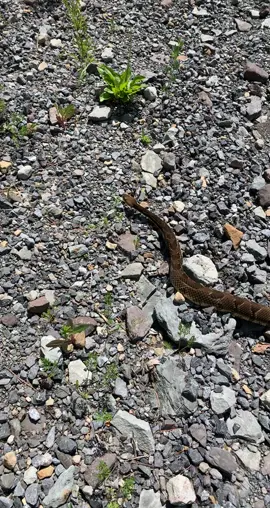 Snakes don’t chase you. #rattlesnake #herpetology #rattlesnake #snakesoftiktok #fyp #ww3 #Outdoors #wildlife #usa #pennsylvania #snake #ukraine #venom