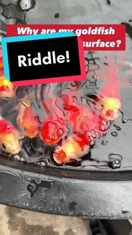 Why are my goldfish gasping at the surface? Let me hear your guesses! #fish #goldfish #aquarium