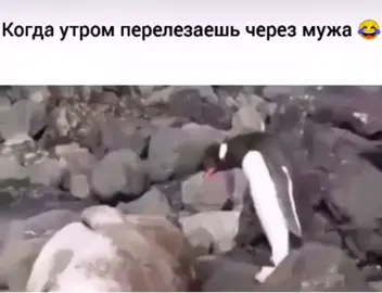 Девушки ,знакомая ситуация ?😂#улыбнисьиподпишись😉😘 #отношения #муж #жена #пингвин #хочуврекомендации #ржунемогууу🤣🤣🤣 #😂😂😂😂😂😂😂😂😂😂 #рек