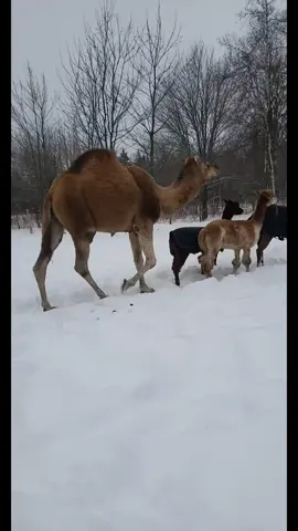 #chunky #beachbod #animalsoftiktok