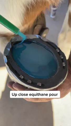 #farrier #farriersontiktok #horse #horsesoftiktok #fypシ #fyp #horsetok #farriersoftiktok #farriersoftiktok #oddlysatisfyingvideo #asmr #satisfying