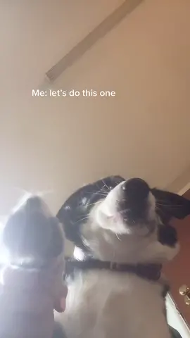 Someone tell me how I get my dog to do this one lol