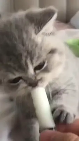 У котёнка обед по расписанию! #kittygo