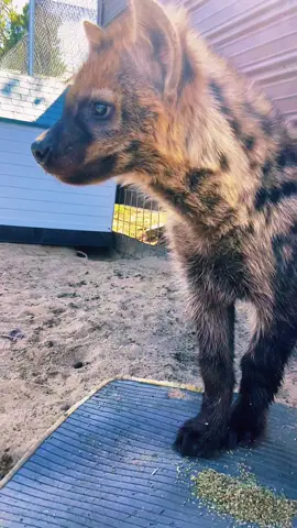 Jaws the spotted hyena cub vs catnip! #NOTpets #hyena #spottedhyena #hyenas #hyenacub #cute #catnip #funny #adorable #fl #florida #animals #animal